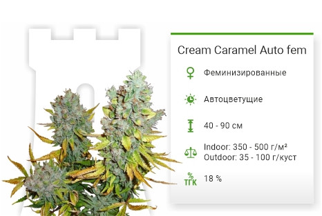 Сорт марихуаны Cream Caramel Auto Cream Caramel Auto от Sweet Seeds