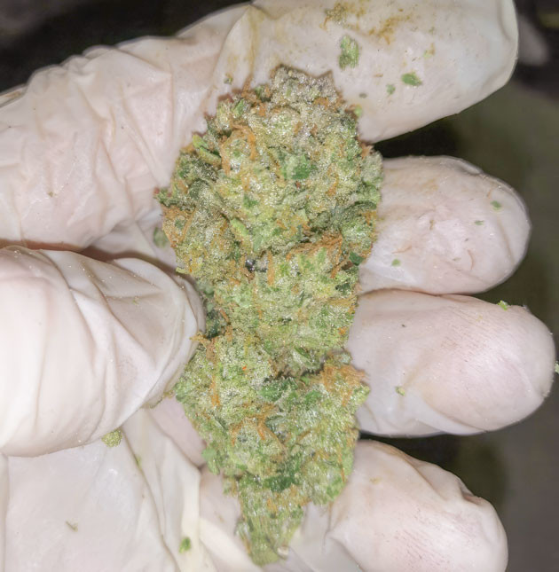 Сбор урожая и впечатления гровера Харвест