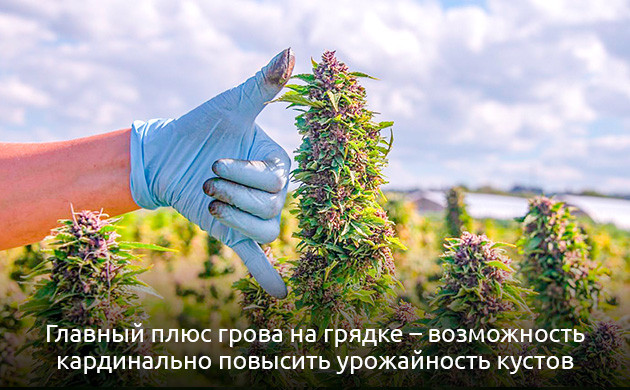 Плюсы и минусы выращивания конопли в аутдоре Выращивание конопли в открытом грунте