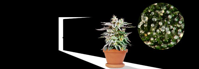 Трихомы - индикатор ТГК Правильное время сбора урожая