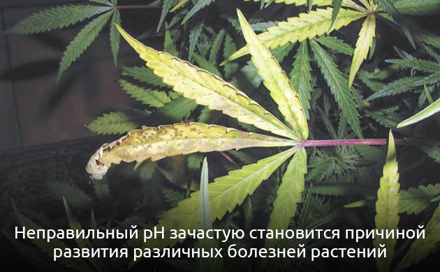 Как значение pH влияет на рост каннабиса?