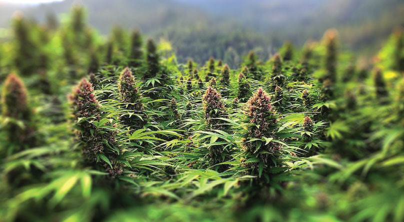 Цветущая конопля