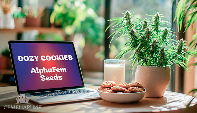 Выращивание сорта марихуаны Dozy Cookies в индоре Гроурепорт сорта Dozy Cookies
