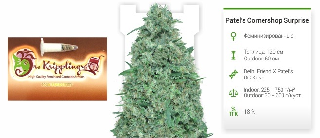 Patels Cornershop Surprise Patels Cornershop Surprise