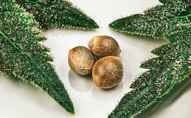 Никакого потомства