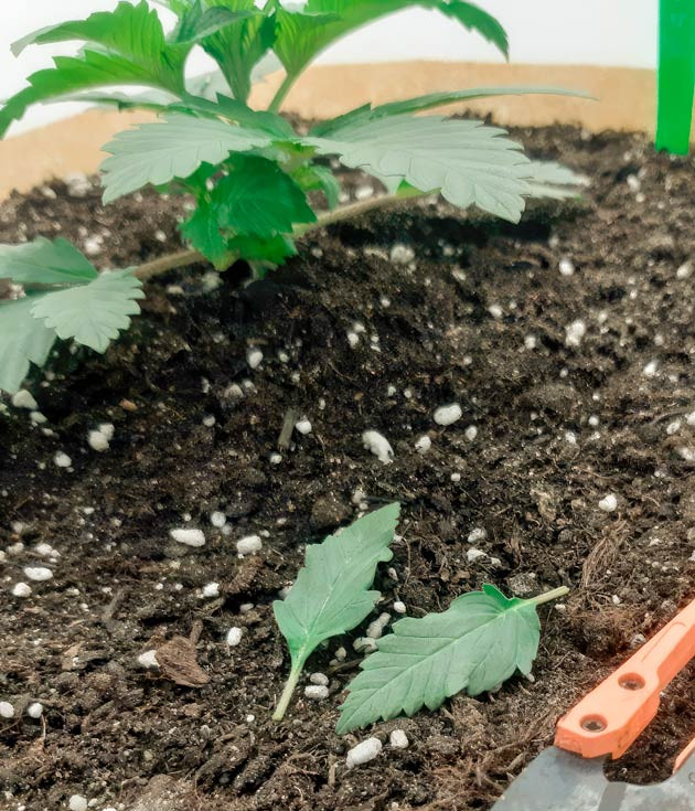 Рост конопли и применение техники LST Куст Blackberry Moonrocks от AlphaFem Seeds на 3-4 неделе