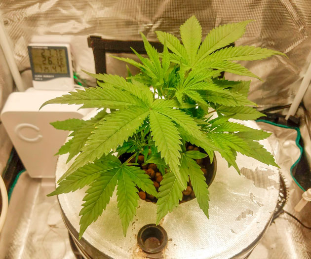 Небольшая дефолиация и установка генеретора CO2 Куст Bruce Banner Auto от FastBuds на стадии вегетации