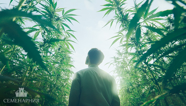 Выращивание каннабиса