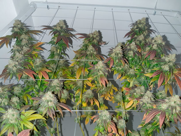 Корректировка удобрений Куст Blackberry Moonrocks на 131 день