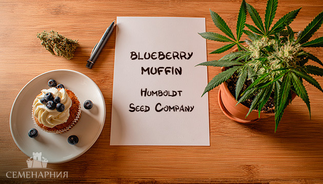 Гроурепорт сорта конопли Blueberry Muffin от Humboldt Seed Company Выращивание сорта марихуаны Blueberry Muffin от Humboldt Seed Company