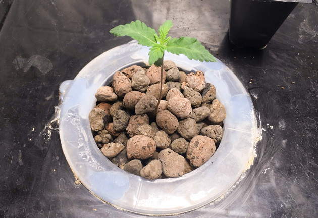 Проращивание и пересадка в гидропонику Росток DDoS #33 от сидбанка Herbies Seeds