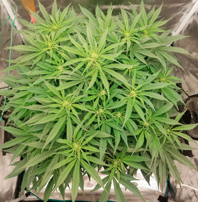 Замена питательного раствора Куст Bruce Banner Auto на 8 неделе выращивания