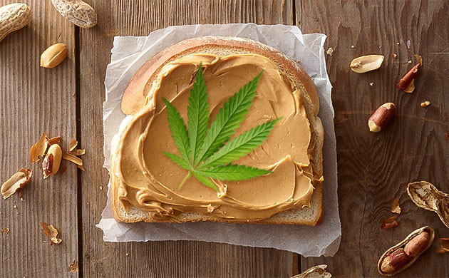 Готовая арахисовая паста и каннабис Добавление канна-продуктов в готовую арахисовую пасту