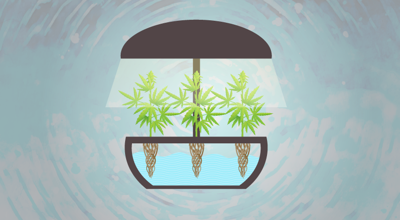 Каннабис и гидропоника