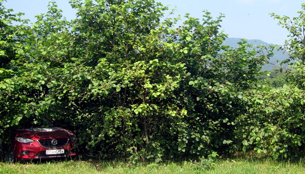 Спрятать транспорт Спрятать средство передвижения