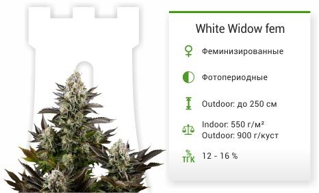 White Widow fem (Dinafem Seeds)