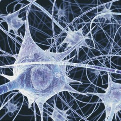 нейроны при употреблении КБХ