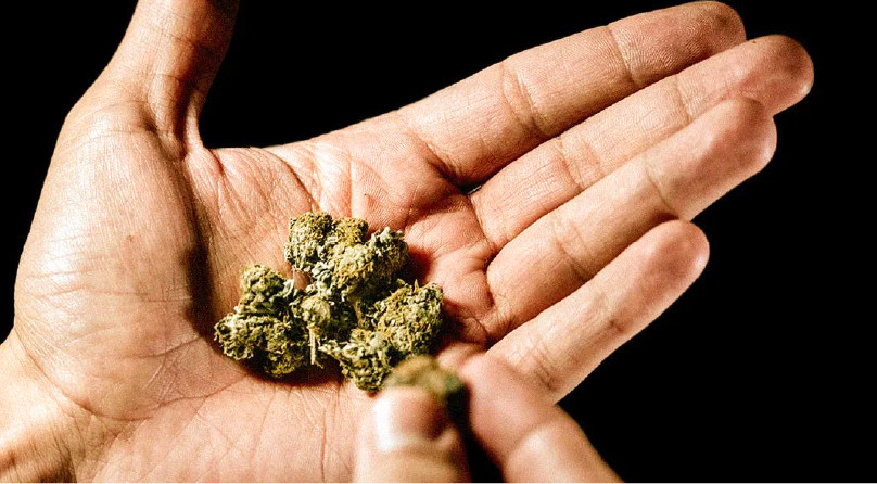 Что влияет на уровень ТГК Шишки конопли