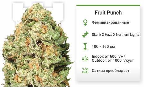 описание сорта Fruit Punch описание сорта Fruit Punch
