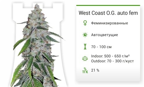 Сорт марихуаны West Coast O.G. auto West Coast O.G. auto fem (FastBuds)