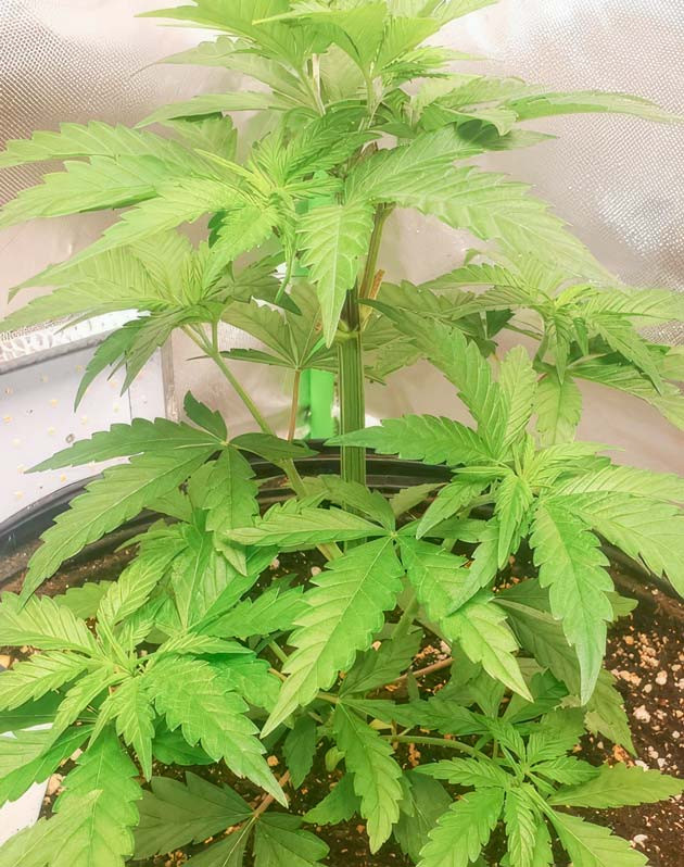 Рост марихуаны Куст Cafe Racer от Blimburn Seeds на стадии вегетации