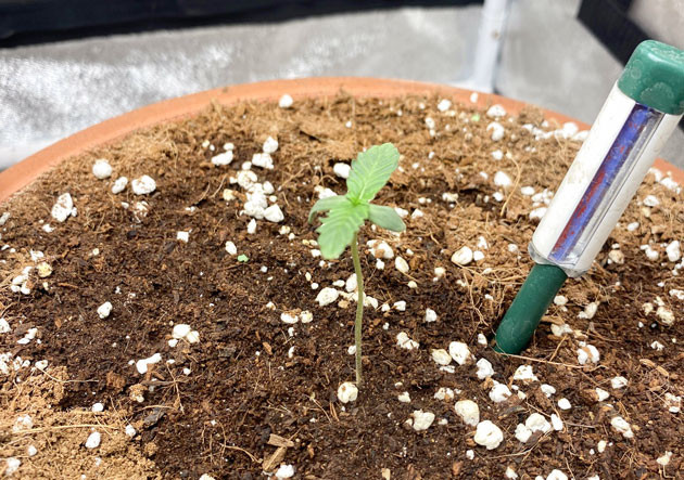 Проращивание и пересадка в горшки с кокосом Росток Banana Purple Punch Auto от сидбанка FastBuds