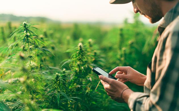 Магазин семян SeedBanda