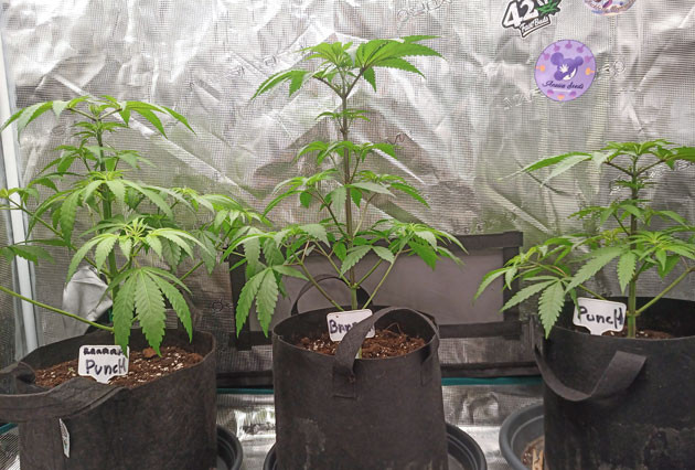 Топпинг и дефолиация Кусты Banana Punch на 5-6 неделе выращивания