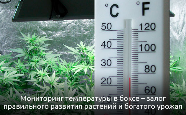 Постоянный мониторинг температуры важен при культивации каннабиса Мониторинг и корректировка температуры