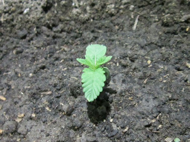 Посадка в горшок и полив марихуаны Росток Dozy Cookies от AlphaFem Seeds