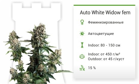 Сорт марихуаны Auto White Widow Auto White Widow от Pyramid Seeds