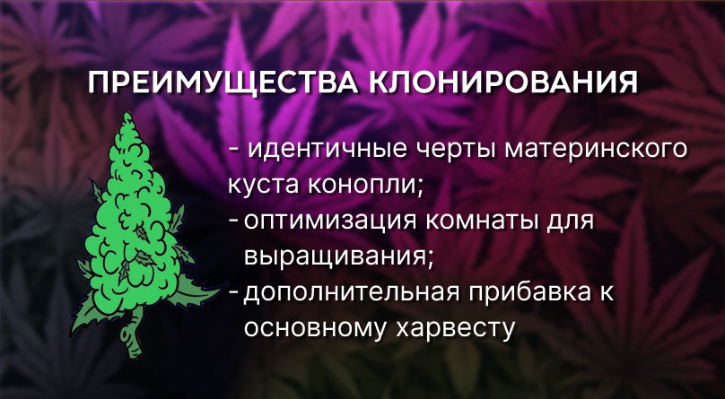 Плюсы клонирования автоцветущей конопли