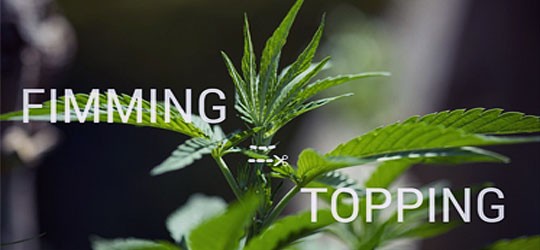 Методы подрезки конопли Методы подрезки конопли Fimming и Topping