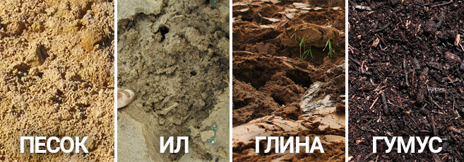 Виды почвы для выращивания конопли 