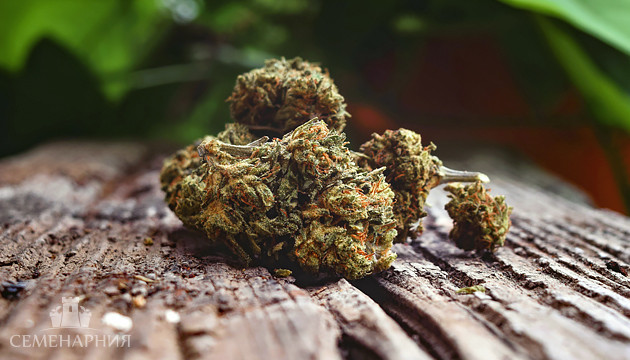 Шишки конопли Соцветия марихуаны