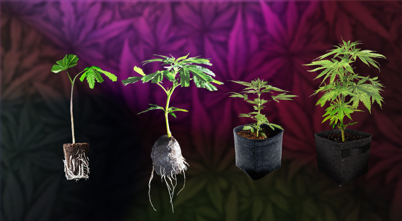 Клонирование автоцветущей конопли