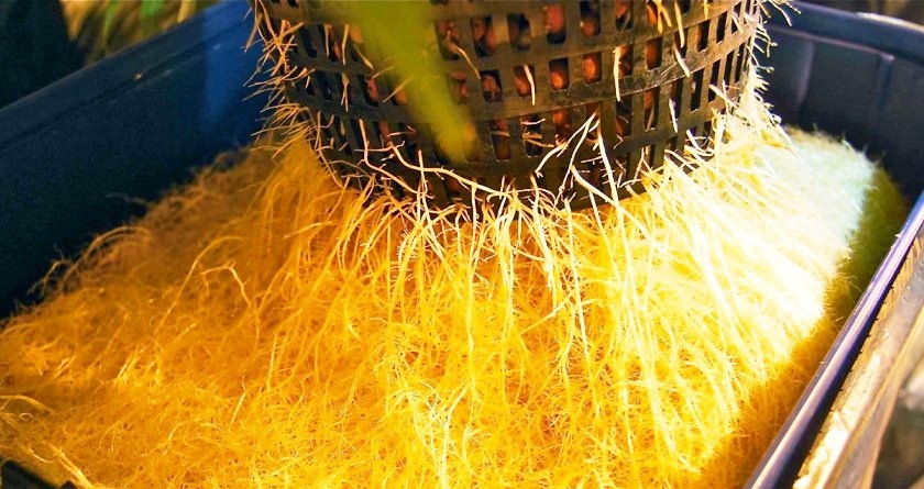 Корени конопли