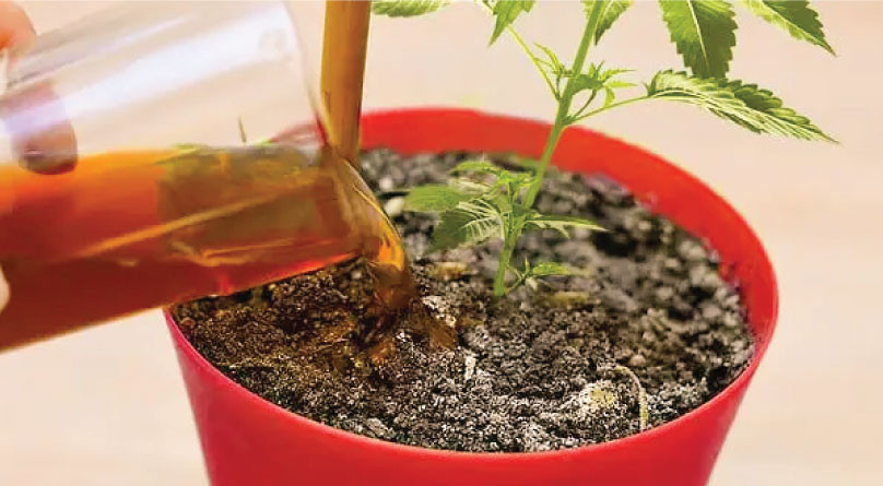 Полив конопли мелассой