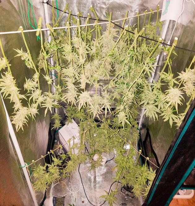 Сбор урожая и впечатления от грова Харвест