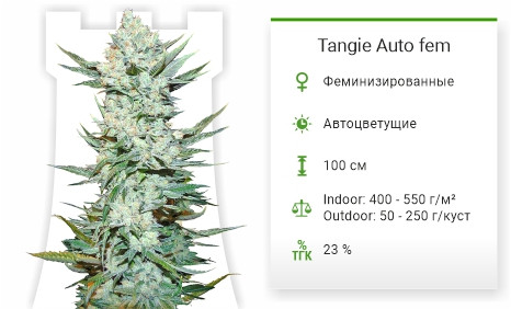 Tangie'matic auto от FastBuds