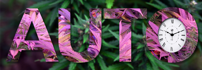 Полив конопли Как цветут автоцветущие сорта?