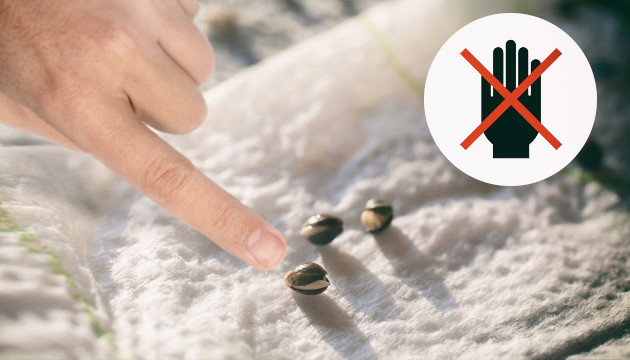 Занесение инфекции при касании семечка Не трогать семечко