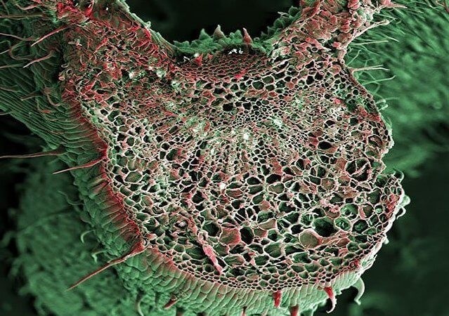 Лист конопли в разрезе Срез листа каннабиса