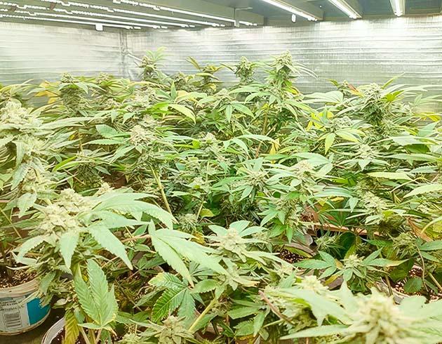 Дефолиация и промывка конопли Кусты Godzilla Glue #4 на последней неделе выращивания