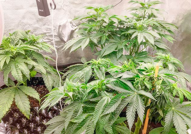 Тренировка LST и перевод в режим 12/12 Кусты Lemon Tree от Barney's Farm на стадии вегетации