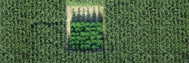 Стелс выращивание конопли в ауте