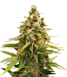 Slurricane fem (Advanced Seeds)
