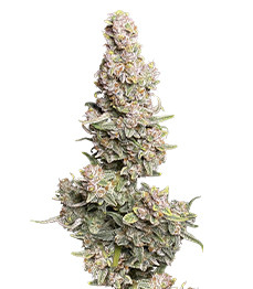 Gorilla Punch Auto fem (FastBuds)