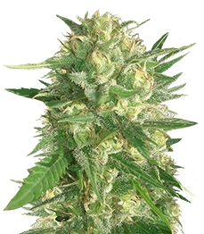 SexBud fem (Female Seeds)