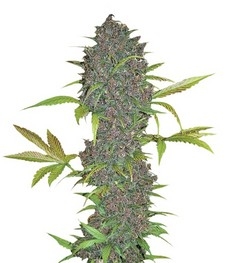 LSD-25 Auto fem (FastBuds)